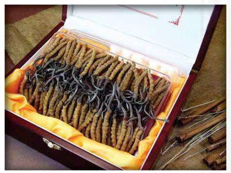 宝应冬虫夏草回收